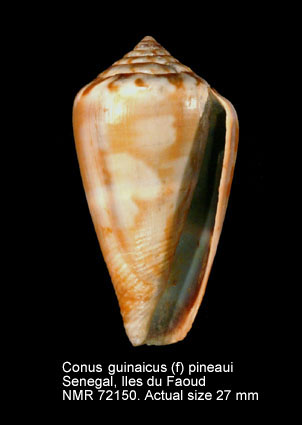 Conus guinaicus (f) pineaui.jpg - Conus guinaicus (f) pineaui Pin,1989